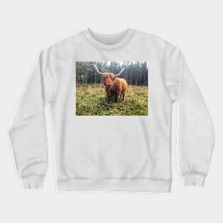 Scottish Highland Cattle Cow 2116 Crewneck Sweatshirt